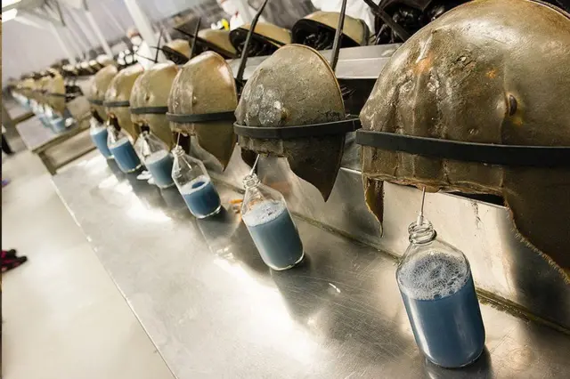 હૉર્સશૂ કરચલાનું લોહી નીલવર્ણી હોય છે