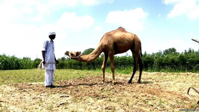 ਊਠਾਂ ਨਾਲ ਖੇਤੀ