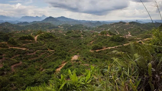 Борнео, Саравактын Лимбанг аймагындагы тоолуу рельефтеги токойлордун кыйылышы