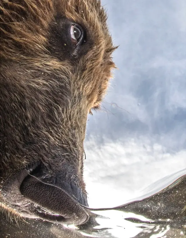 रशियातील कर्ली लेक परिसरात अस्वलांची संख्या भरपूर आहे. त्यामुळंच माइक कोर्स्टेलेव यांनी पाण्यात ठेवलेल्या रीमोट कॅमेऱ्यामध्ये साल्मोन माशांची शिकार करणाऱ्या अस्वलाचं इतक भारी छायाचित्र मिळालं.
