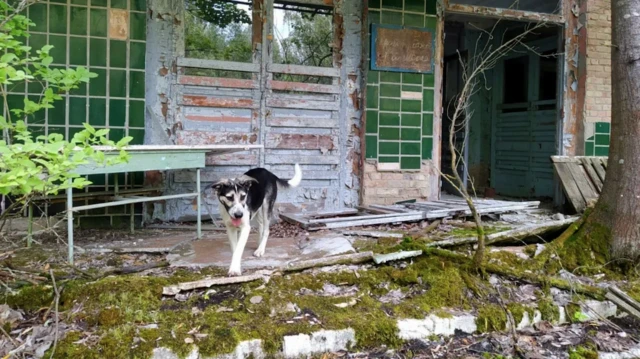 anjing Chernobyl