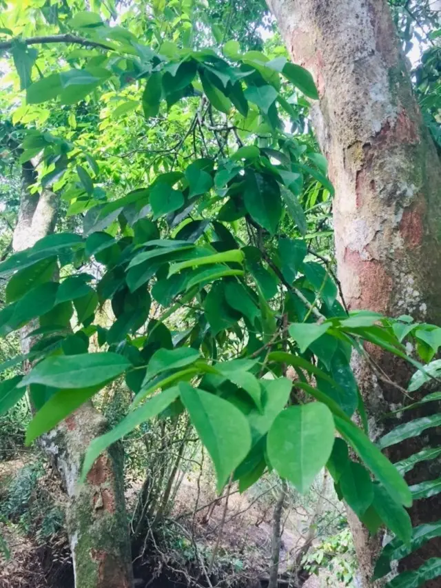 කෲඩියා සිලනිකා