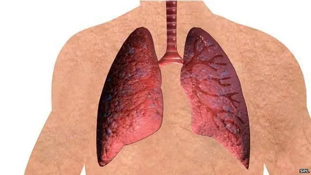 फुफ्फुस