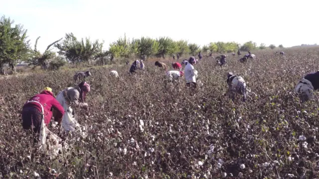 Сбор хлопка