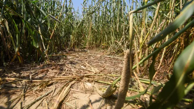 এই চাষের ক্ষেতেই তরুণীর ওপর চরম অত্যাচার চালানো হয়