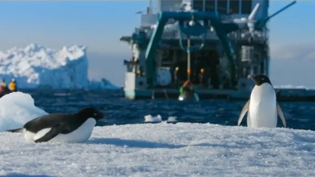 Penguin Adélie dan kapal M/V Alucia.