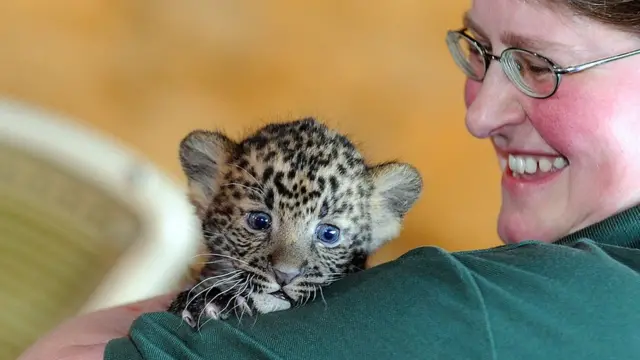 детеныш леопарда