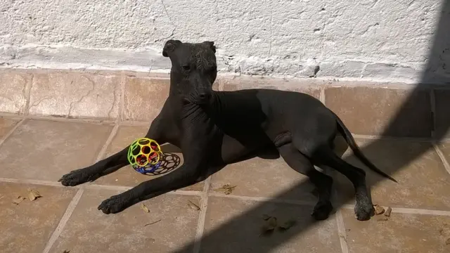 (Foto: Javier Rosenblueth)