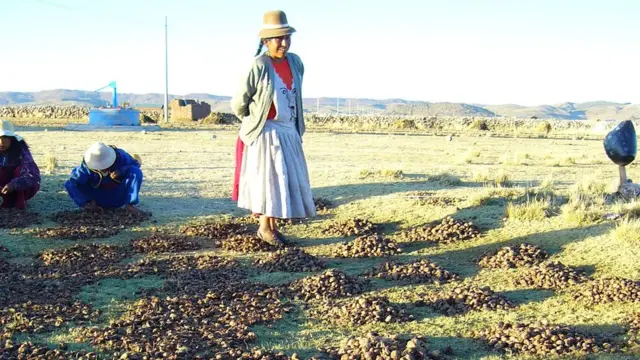 Mujer pisando tunta en Ilave, Puno, Perú, 2008