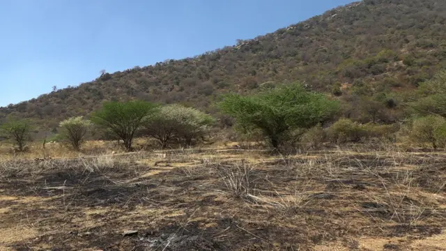 பந்திப்பூர் காட்டுத்தீ