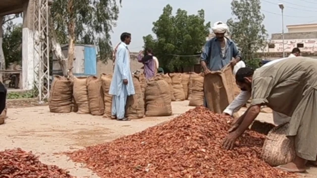 مرچ کی فصل سب سے زیادہ متاثر