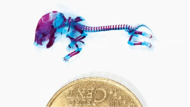 Embrion miša bez rebara