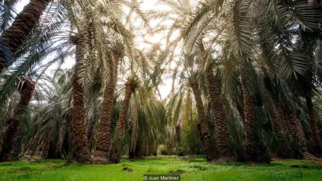 نخيل