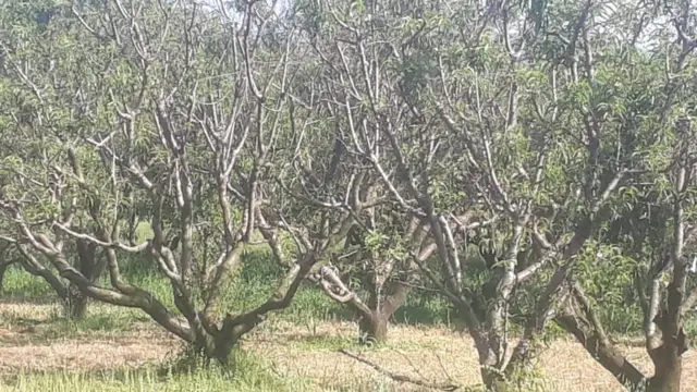 آڑو، موسمیاتی تبدیلی