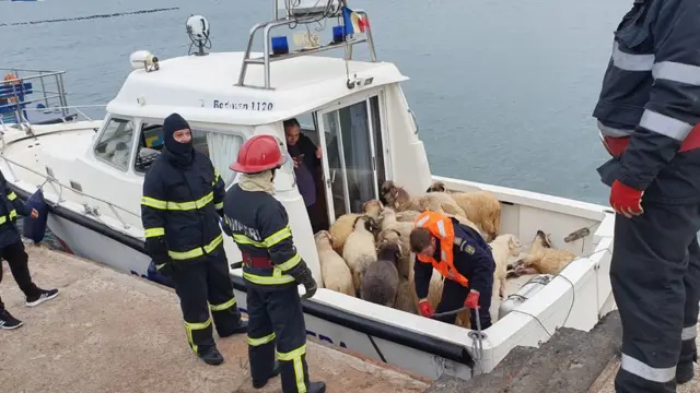 Gemide mahsur kalan koyunlar
