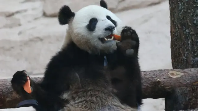 چینی صدر نے ماسکو کے چڑیا گھر کے لیے دو پانڈے بھی تحفہ کیے ہیں