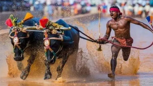 Le Bolt indien lors de sa victoire à la course de Kambala.