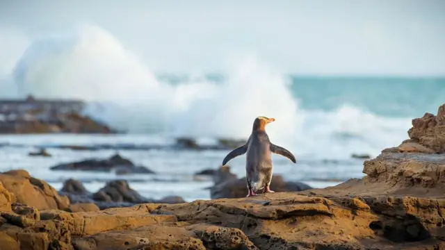 Penguin, selandia baru