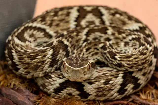 Una Bothrops jararaca