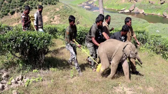 தாயிடம் சேர்க்கப்பட்ட குட்டியானை