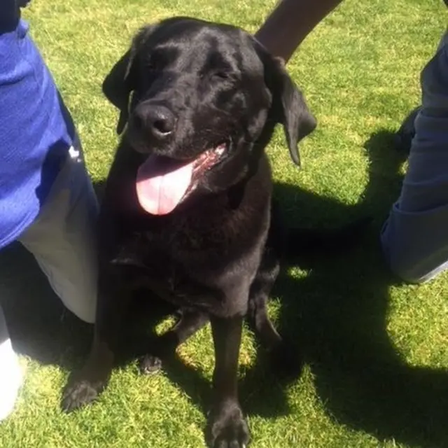 वो लैब्राडोर कुत्ता, जिसने एक व्यक्ति को 50 साल की सजा से बचाया