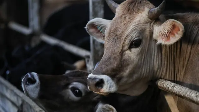 2019 වසරේදී ශ්‍රී ලංකාව පුරා ගවයින් 158,723 ක් මස් සඳහා ඝාතනය කර ඇති