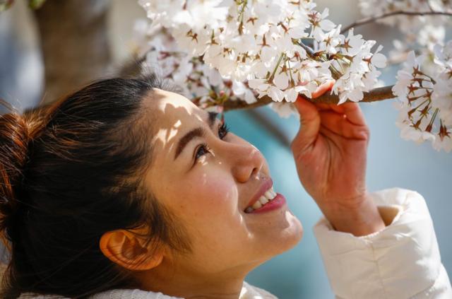 对转瞬即逝之美的欣赏体现在日本一些最简单的快乐中，比如每年一度的赏樱。