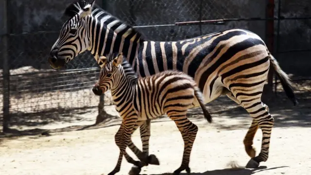 กาฬโรคแอฟริกาในม้า