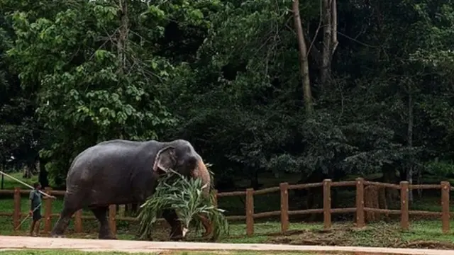 யானைகள்