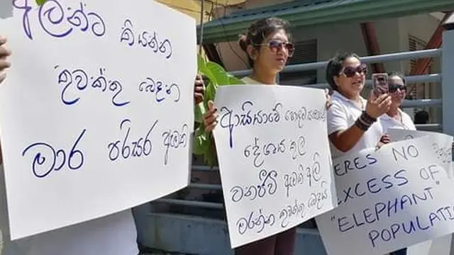 Elephants in Sri Lanka