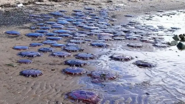 લાયન્સ મેન જેલીફીશ