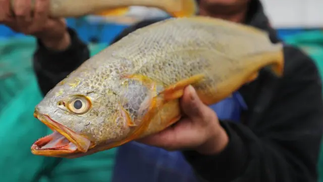 کروکر مچھلی