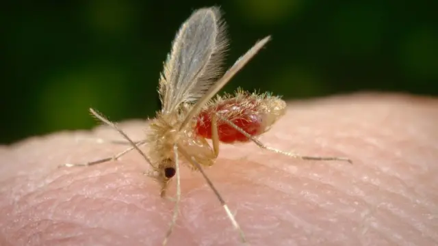 Mosquito transmissor da leishmaniose