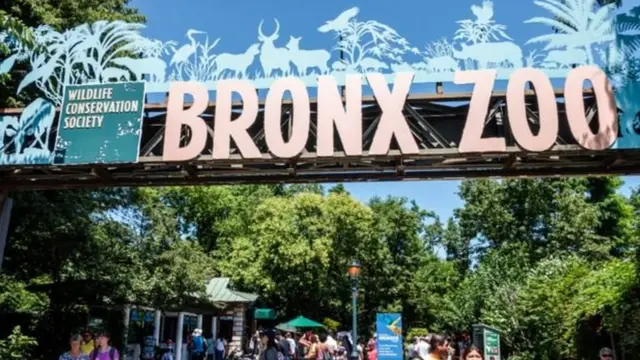 ওটা বেঙ্গাকে আনার পর ব্রংস চিড়িয়াখানায় দর্শনার্থীর সংখ্যা বেড়ে গিয়েছিল।