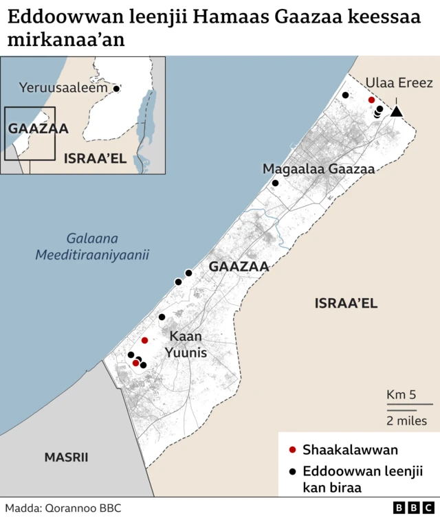 Eddoowwan leenjii Hamaas