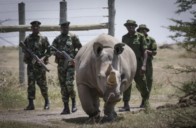Armed rangers escort a northern white rhino