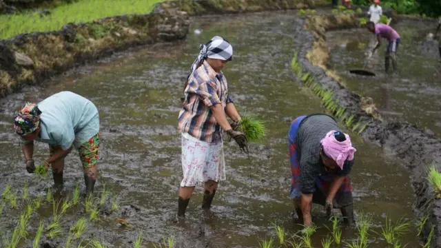 ચોખાના ખેતરમાં કામ કરી રહેલા ખેડૂતોની પ્રાસંગિક તસ્વીર