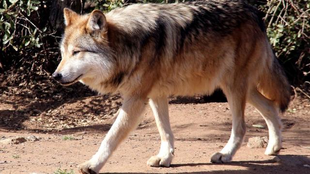Редкий мексиканский волк - это малый подвид серого волка