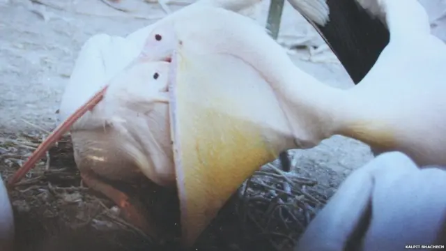 માતાના મુખમાંથી ભોજન લઈ રહેલું બેબી પેલિકન