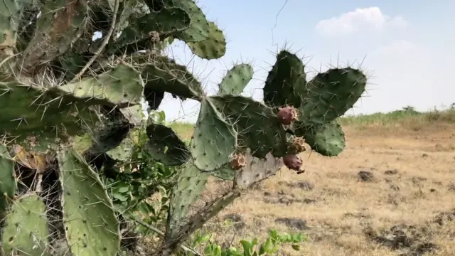 మహారాష్ట్రలో కరవు