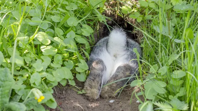 Un lapin plonge dans un terrier