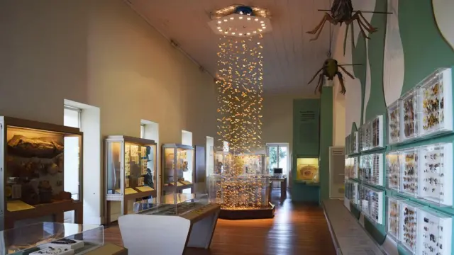 Sala de insetos do Museu Nacional