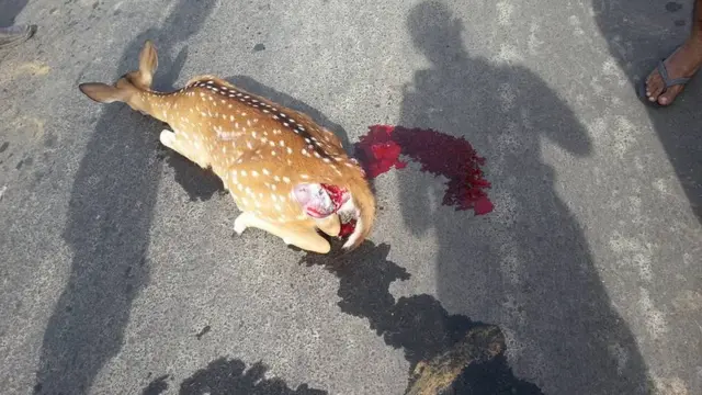 A deer hit by safari jeep