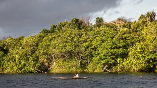 Bosque primario en Madagascar.