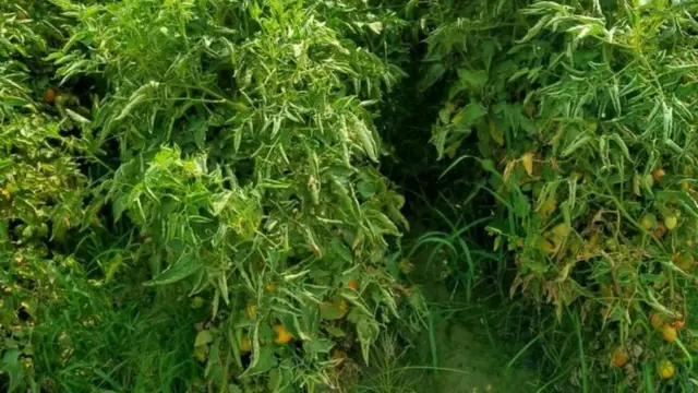 ટામેટાંના વધતા ભાવથી તેના વપરાશકર્તાઓને માર પડી રહ્યો છે ત્યારે ખેડૂતોએ રાહતનો શ્વાસ લીધો છે.