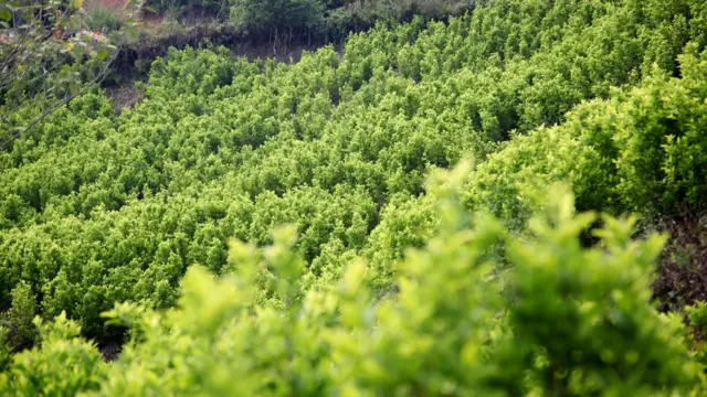 Cultivo de coca en el departamento del Cauca.