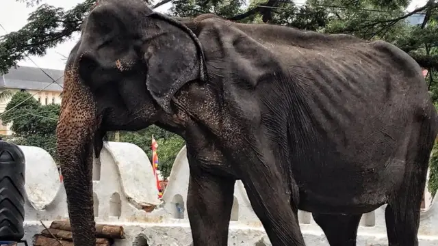 Tikiri, gajah yang masih harus bekerja dalam usia renta.
