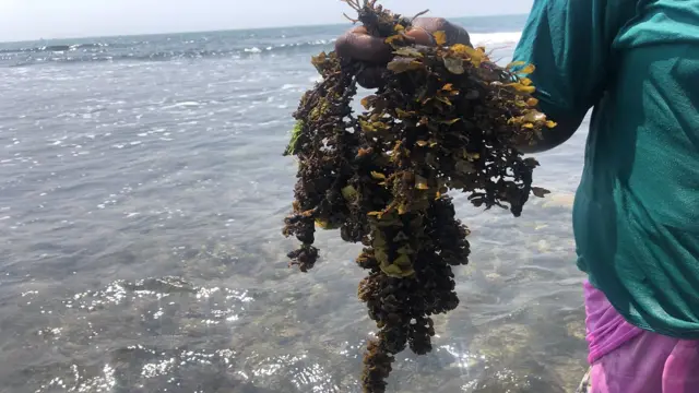 தமிழக கடற்பகுதியை பாதிக்கும் பருவநிலை மாற்றம் - அழியும் பவளப் பாறைகள்