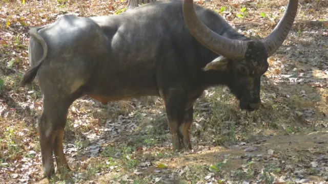 जंगली भैंसा, छत्तीसगढ़