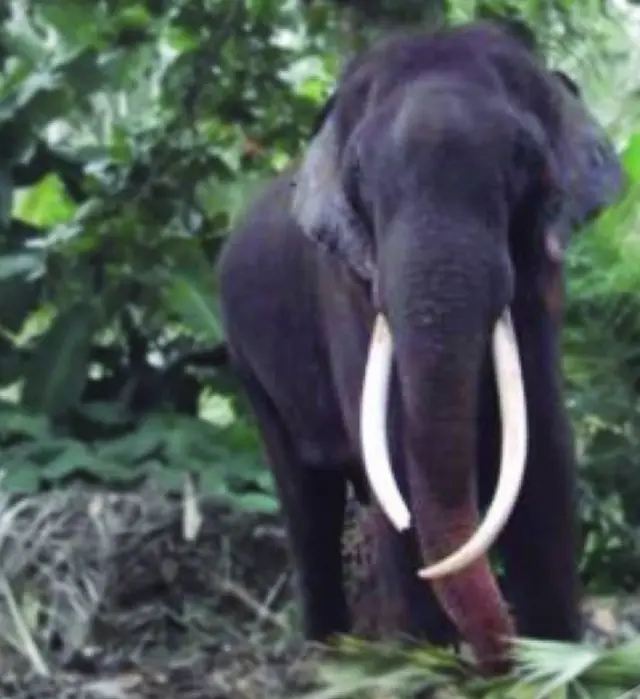 මුතු රාජා